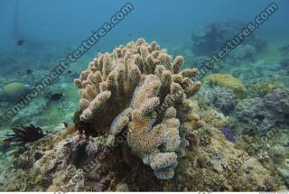 Corals 0054